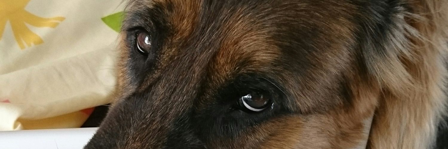 tyopaman's profile banner image