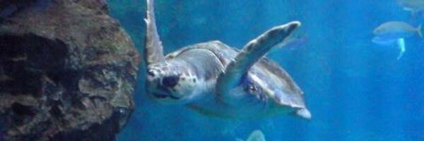 _a_ko Profile Banner