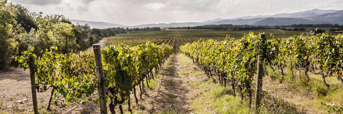 Tenuta Casabianca banner