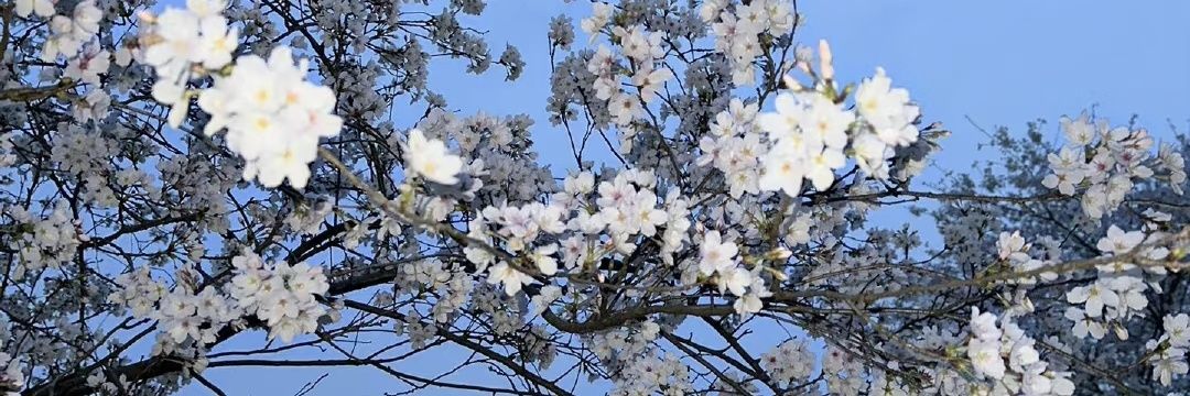 颓废酥皮面包 banner