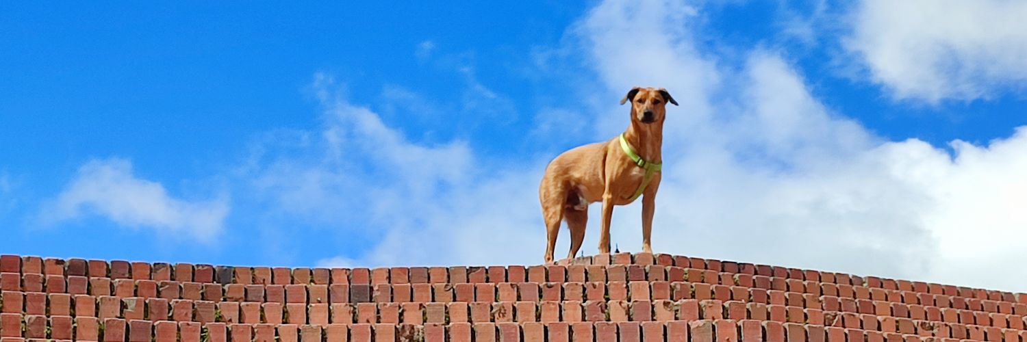 RandoldMillan's profile banner image