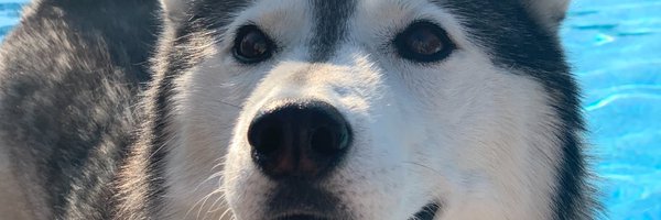 GordonMajcher Profile Banner