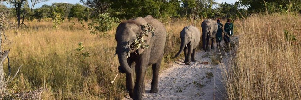 Elephantopia's profile banner image
