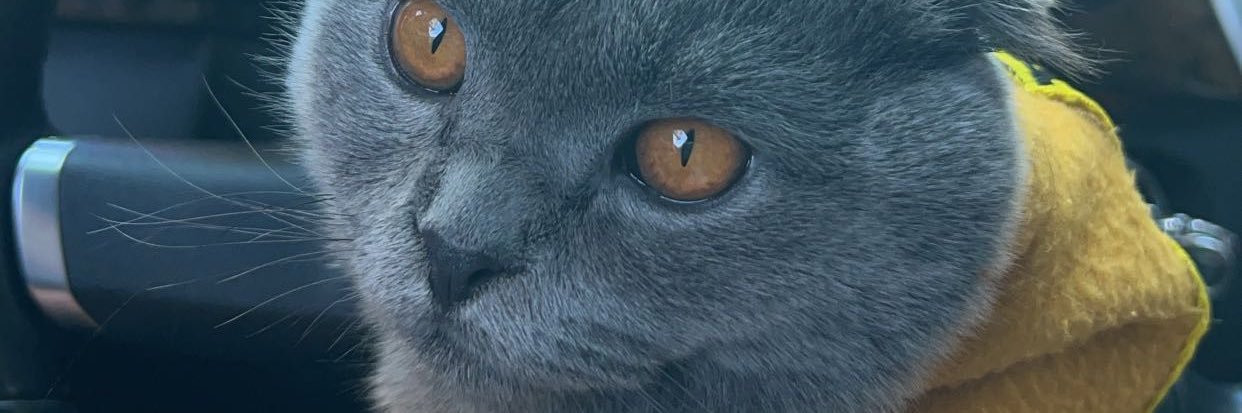 TurtugaaFN's profile banner image