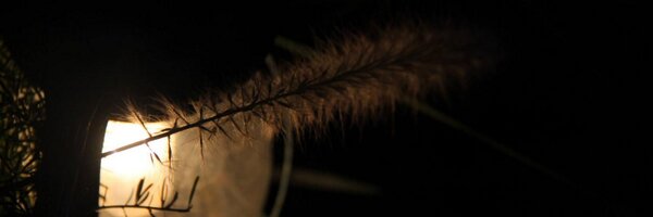 desaiuditd Profile Banner