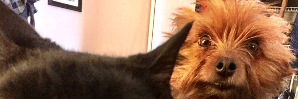 Mamamoomoo321's profile banner image