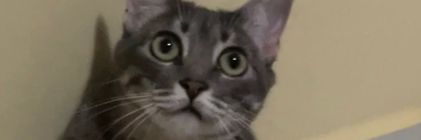 thamicoutinho_'s profile banner image