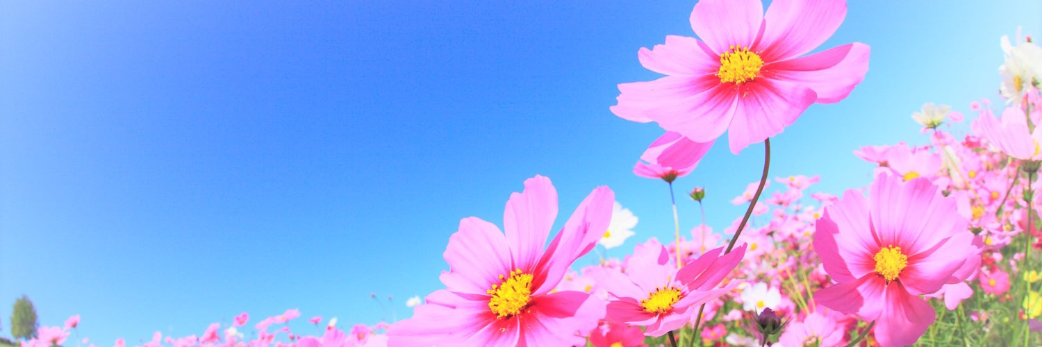 norikokimura's profile banner image
