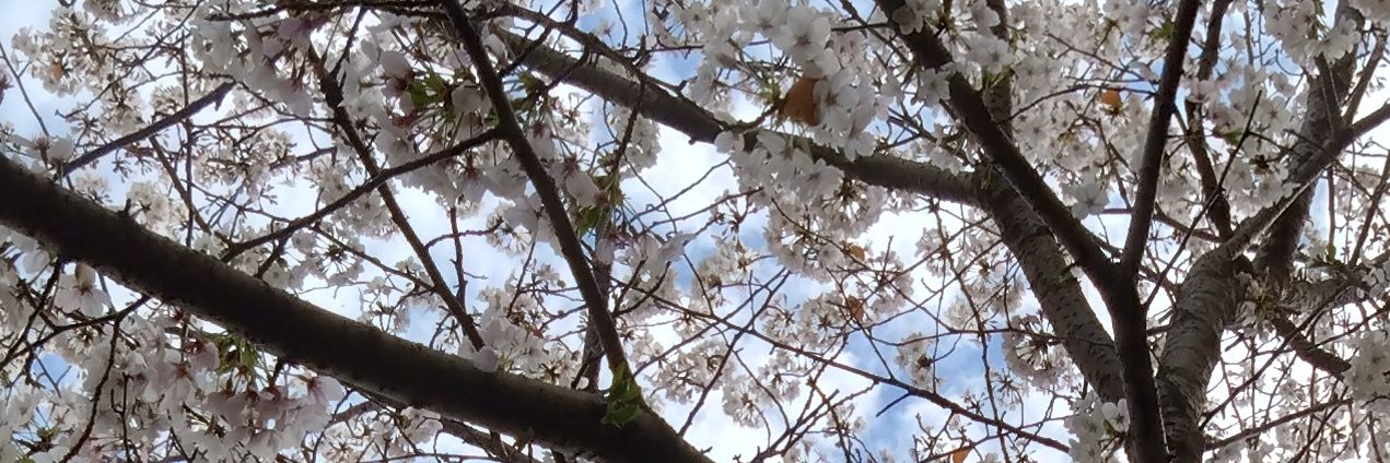 miyu42's profile banner image