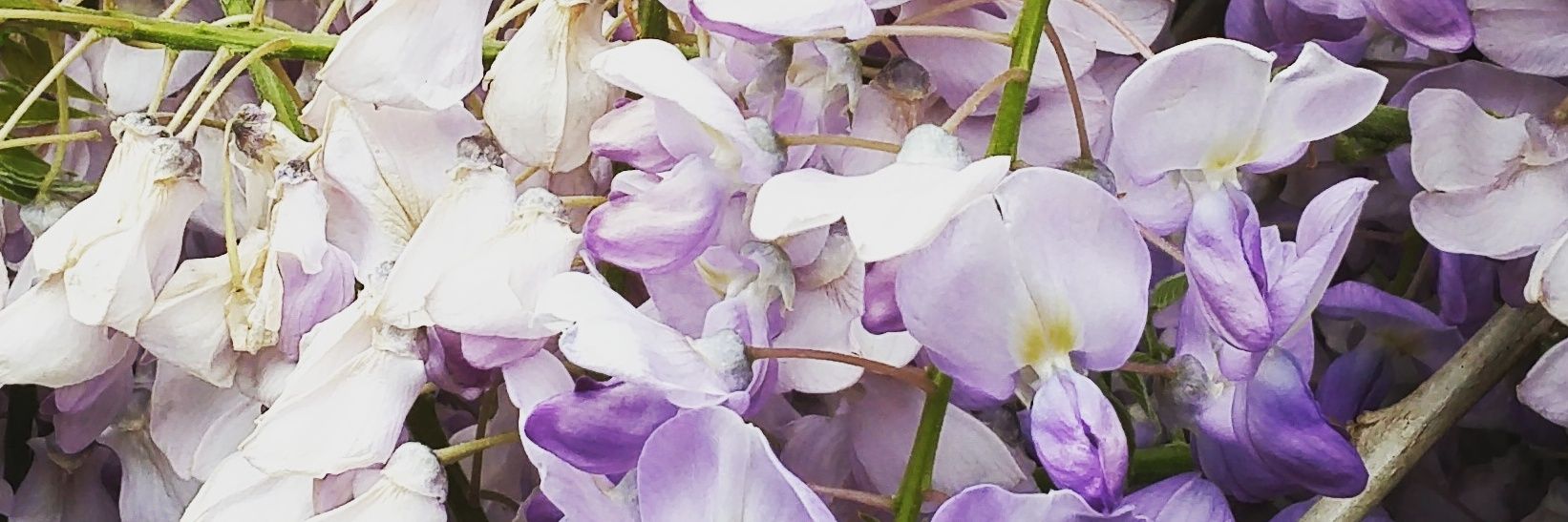 MayaHenry's profile banner image