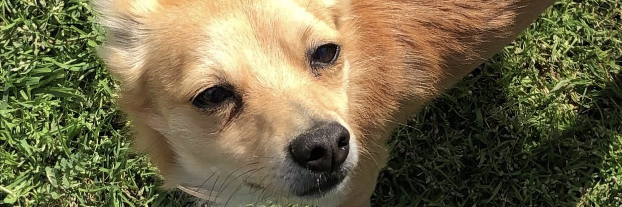 Bernardo Silva banner