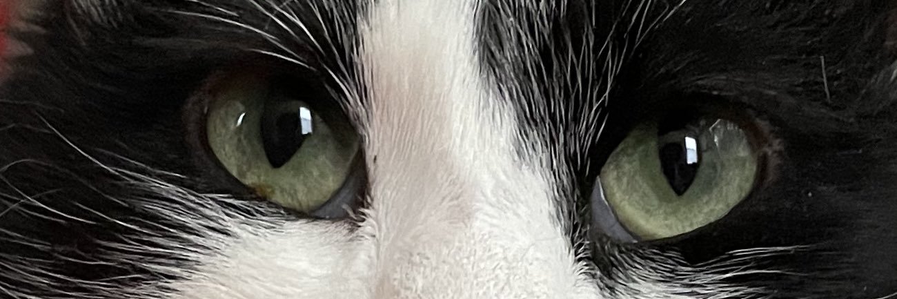 shaishimi_'s profile banner image