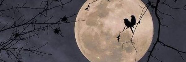 yogesh Profile Banner