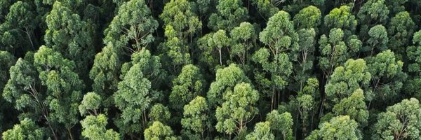 sarakemppainen Profile Banner