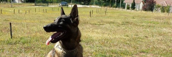 Mine Detection Dog Center in BiH banner