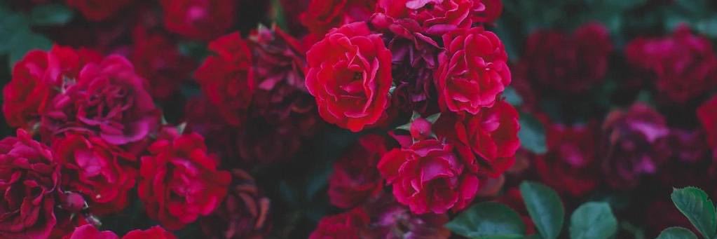 Forlorn 🚬 banner