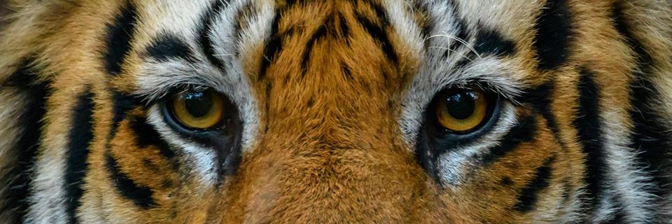 LastWilderness's profile banner image