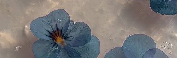 nashafrida's profile banner image