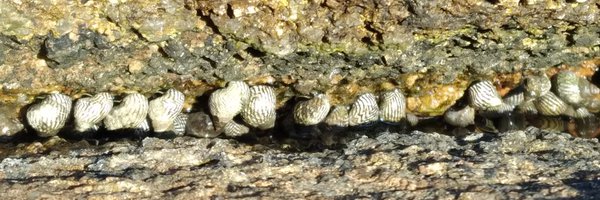 PepeTort Profile Banner