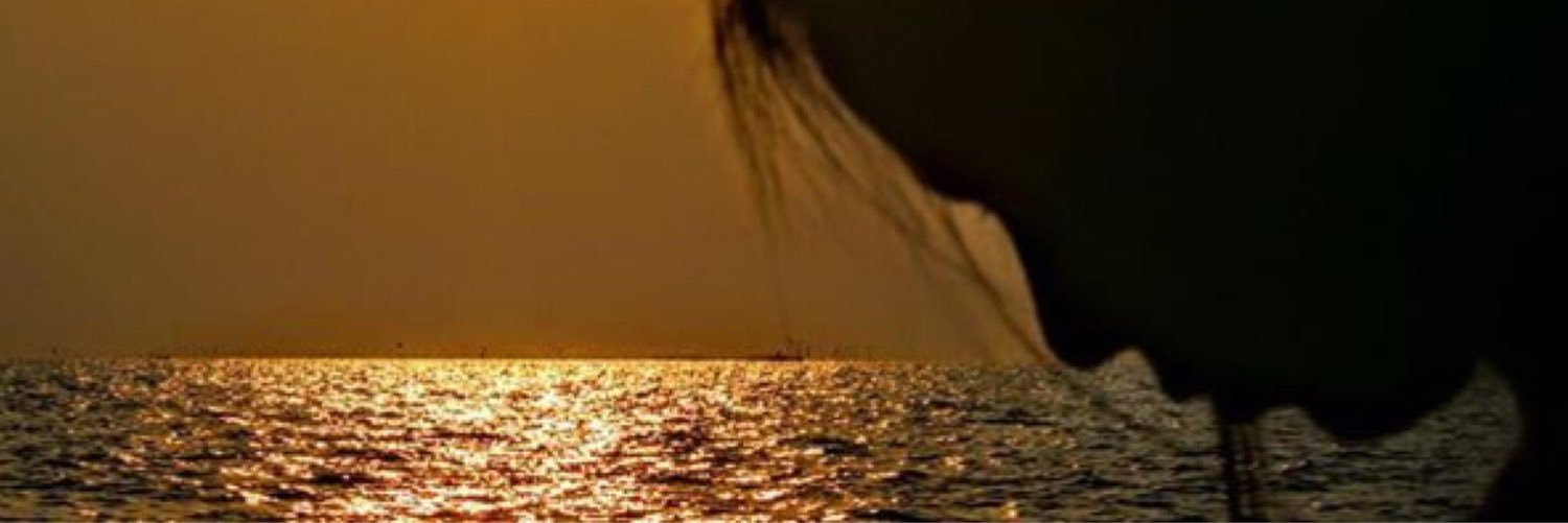 sofiroesy's profile banner image