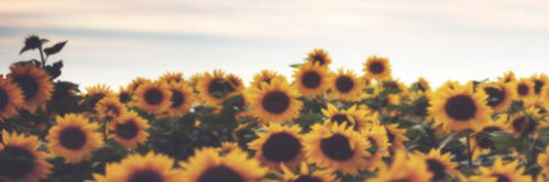 estefangulo21's profile banner image