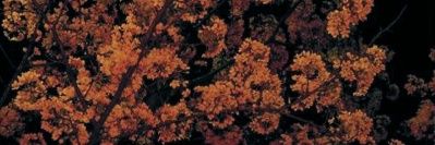 meurmour's profile banner image
