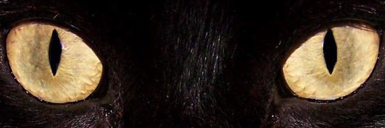 SarahMcQuaid2's profile banner image