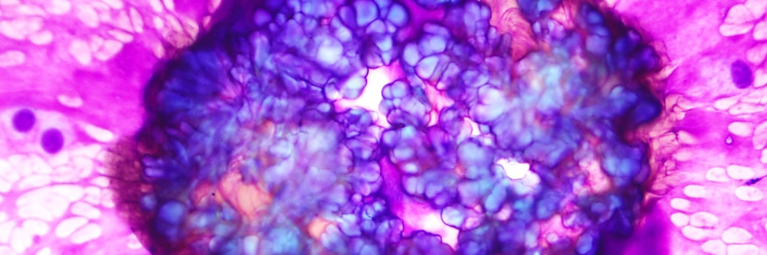DoctorLayla's profile banner image