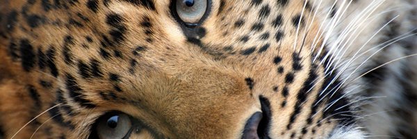 Tayskald Profile Banner