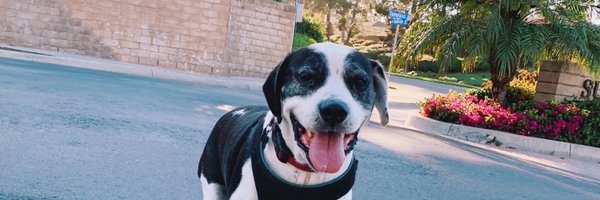 bwilliamsvida Profile Banner