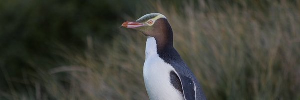 TeamHoiho Profile Banner