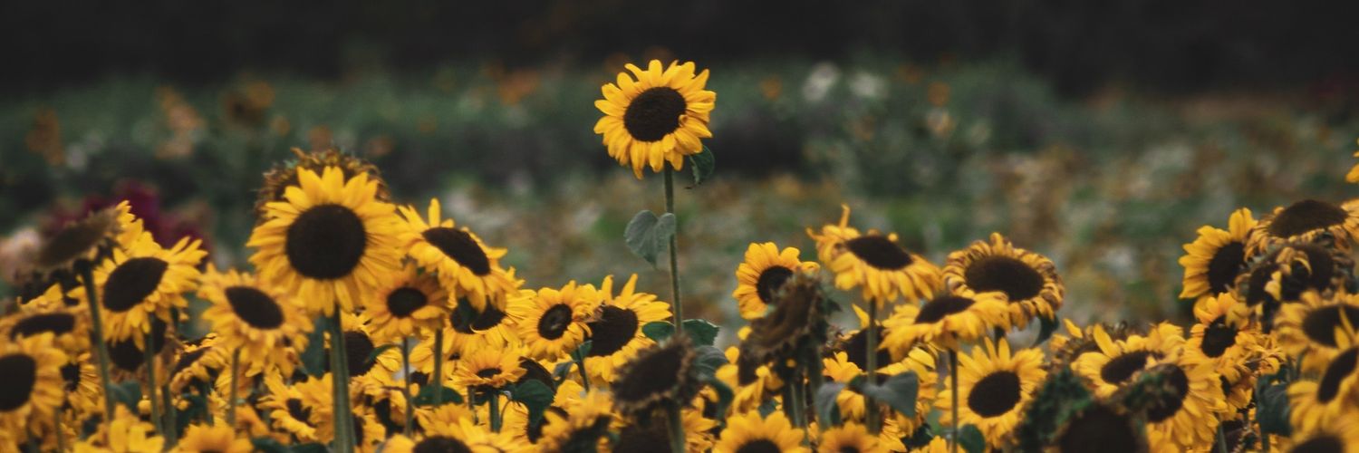 constanzaosle's profile banner image