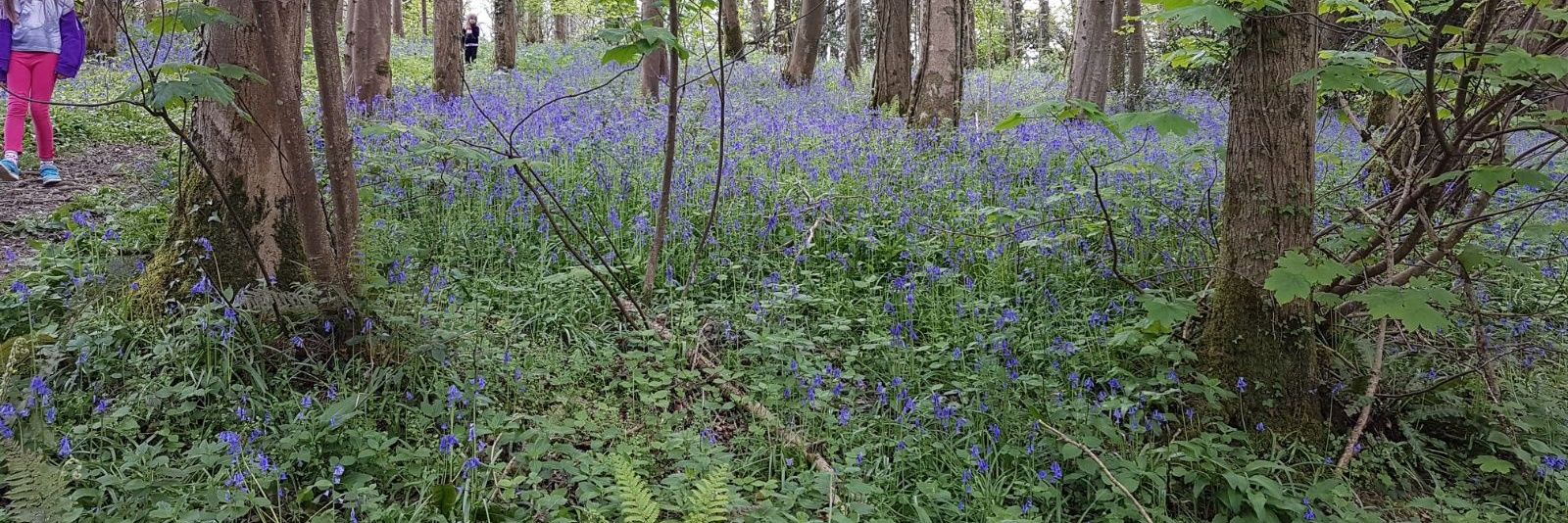 Vicky Reed 💙 banner