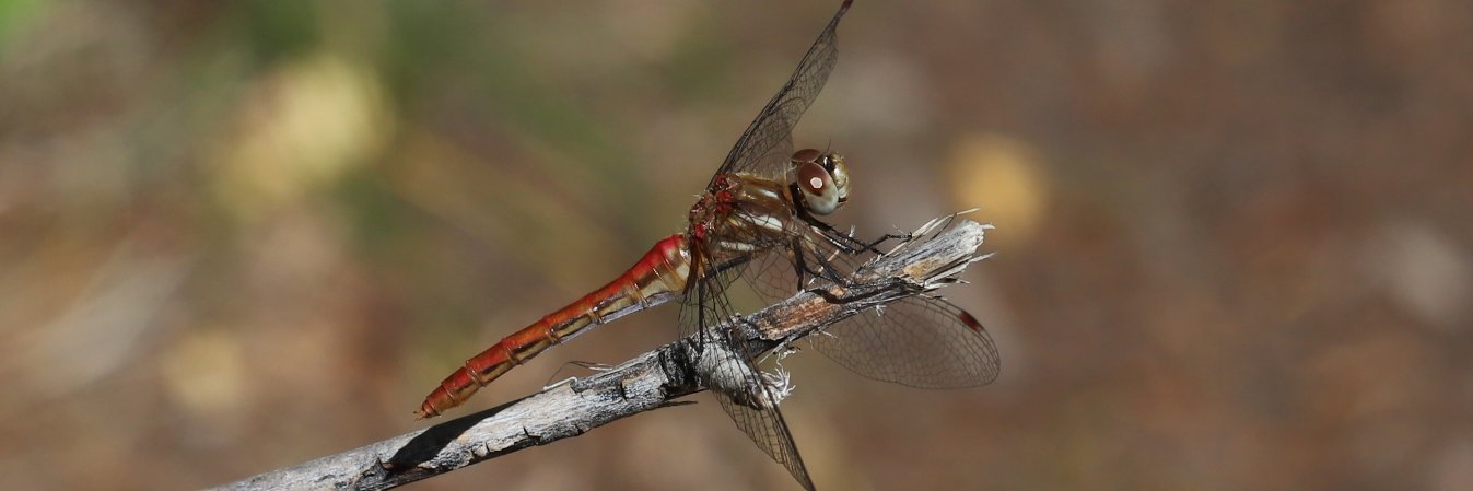 Mike Ashworth banner