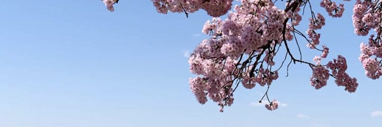 falmohrez's profile banner image