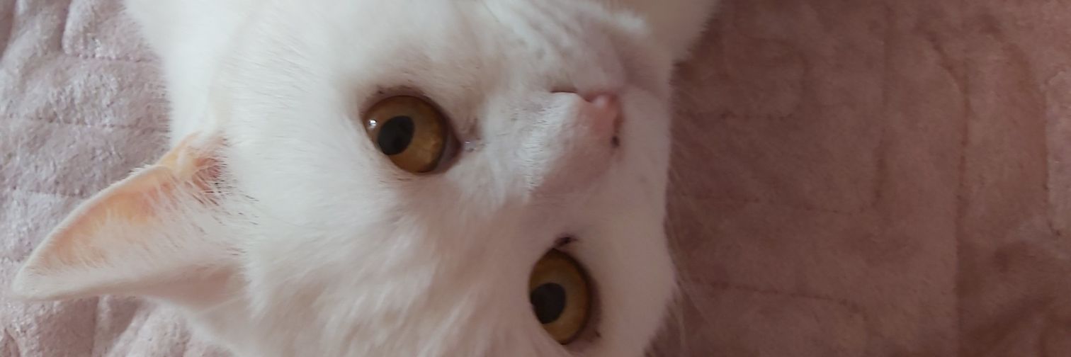 BelaLook's profile banner image