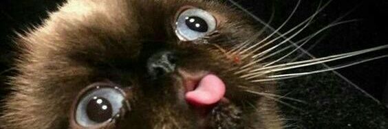 ˙❥˙ shane ˙❥˙ banner