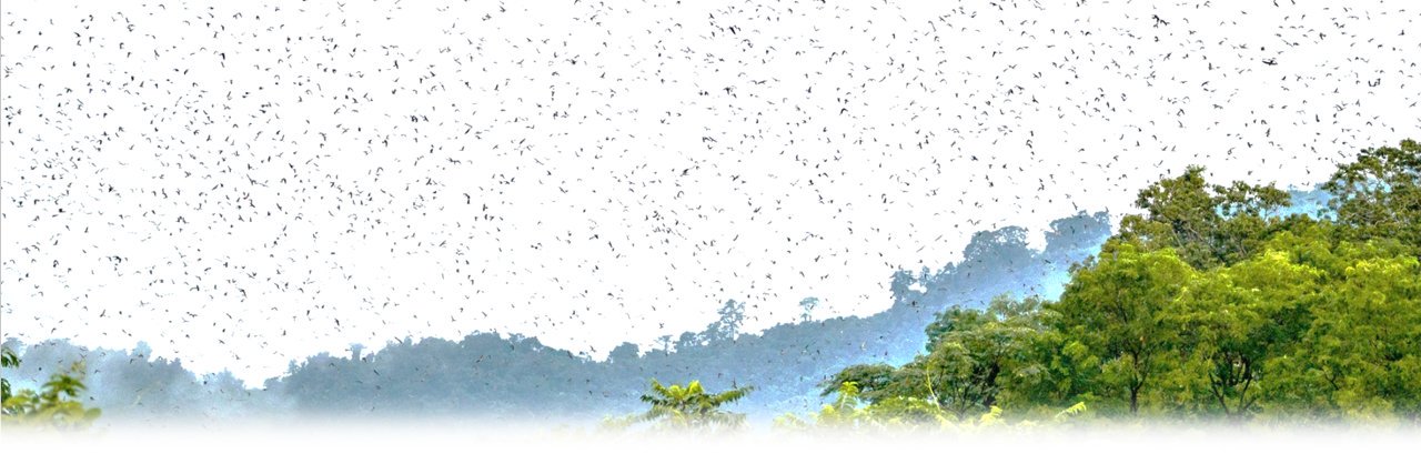 EcosystemsInTheSky banner