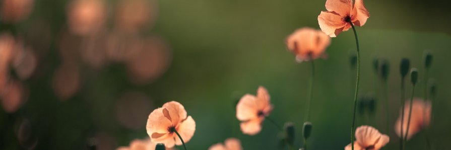blumen_berta's profile banner image