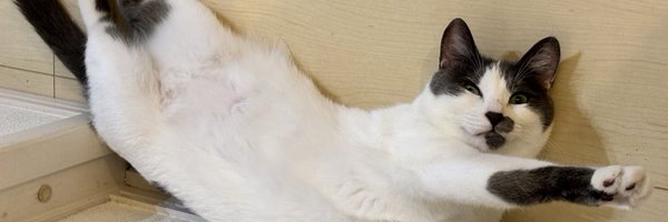 mochihachi_zawa Profile Banner