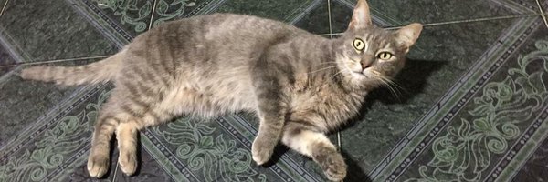 ezequieldecarp Profile Banner