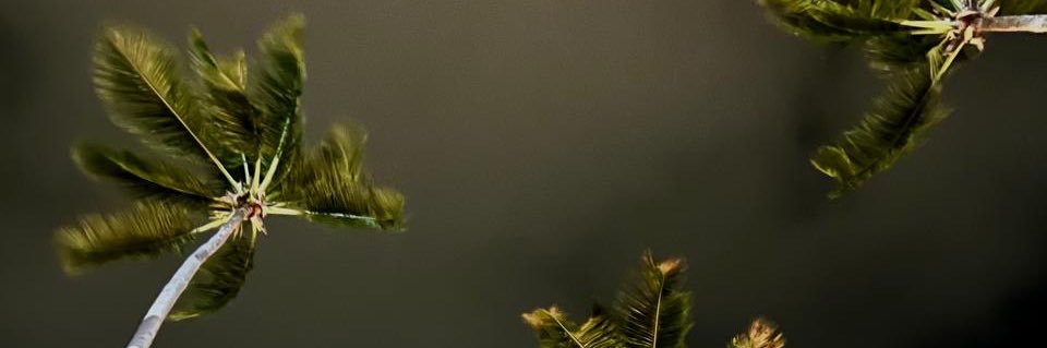 _alisouzaa's profile banner image