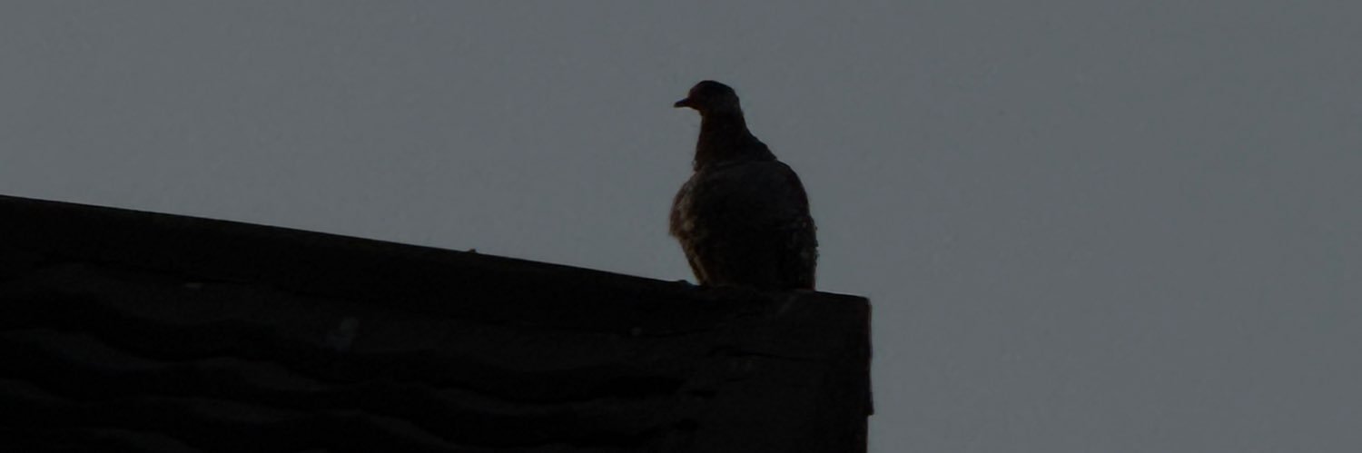 🪙🐦‍⬛Tempłāh🐦‍⬛🪙 banner