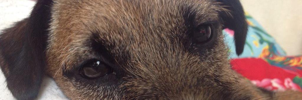 Catherine Lewis💙 banner