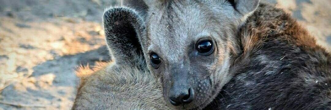 africamarula_AF's profile banner image