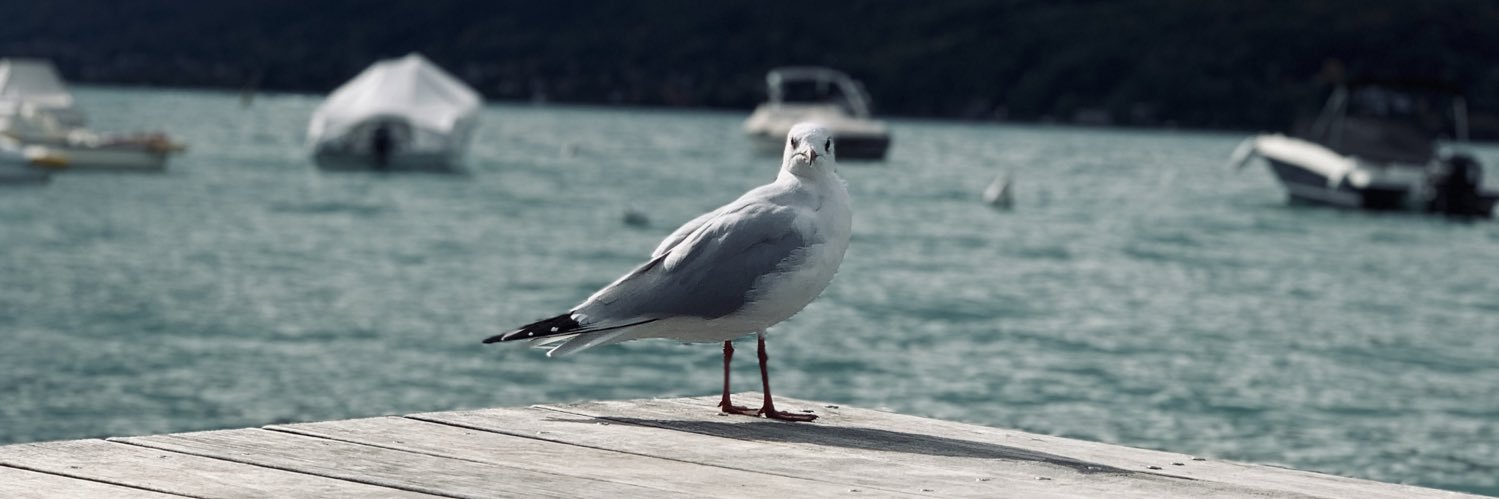 SebMeynet's profile banner image