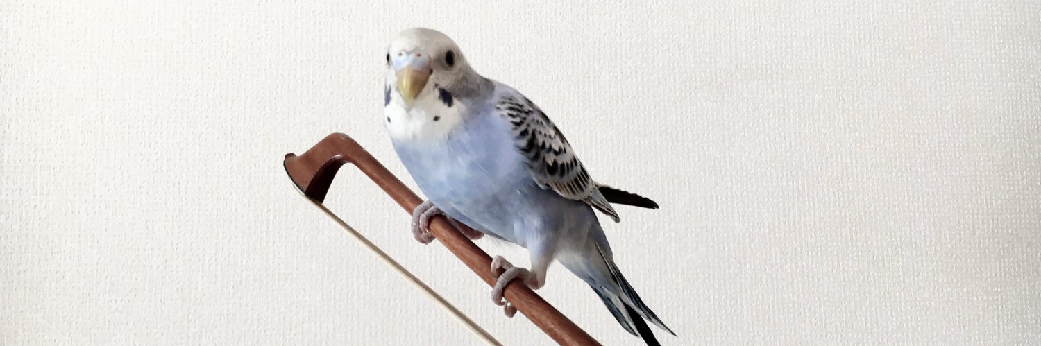 kobcha's profile banner image