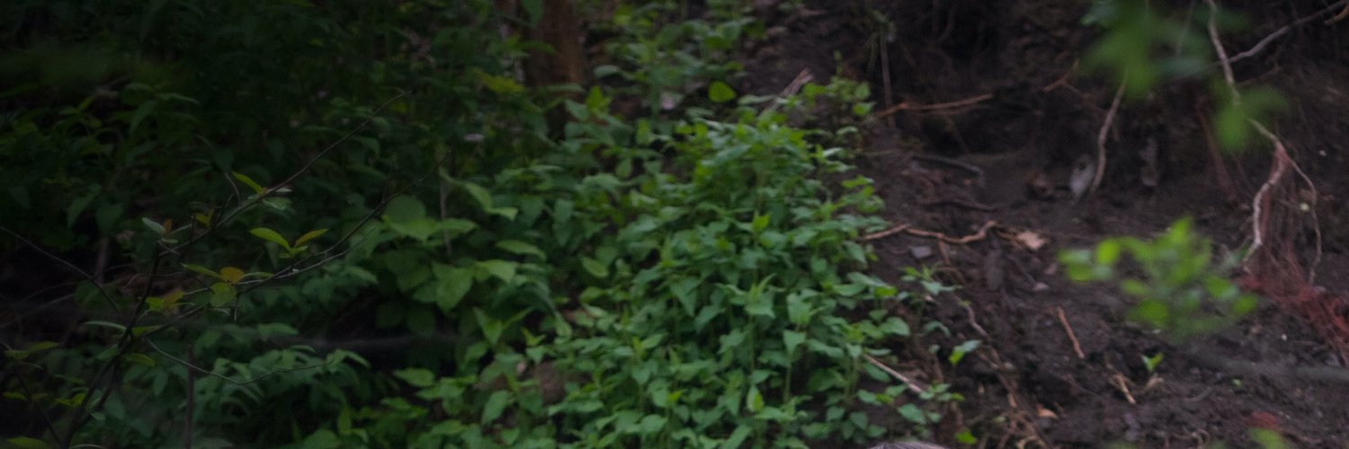 Amy Macdonald banner