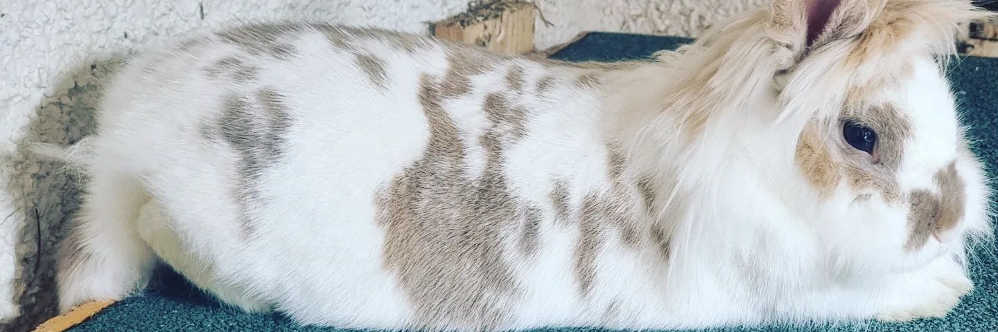 andrearushton28's profile banner image