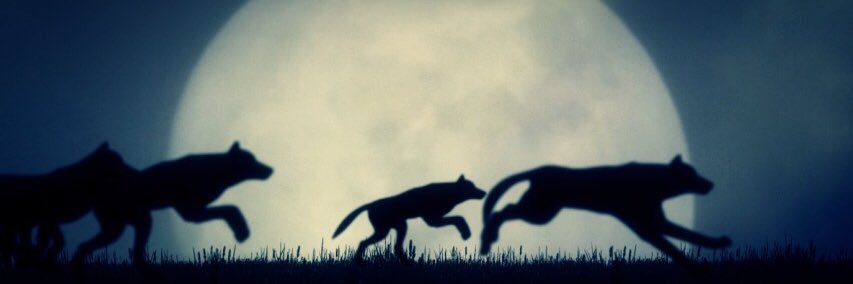 MElhemaly's profile banner image